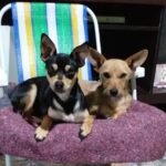 Buenas, vivente! Alegrete vibra ao som dos cuscos, celebrando o inesquecível dia dos vira-latas!