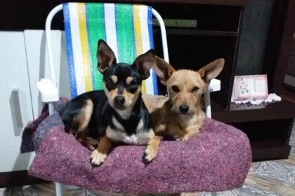 Buenas, vivente! Alegrete vibra ao som dos cuscos, celebrando o inesquecível dia dos vira-latas!