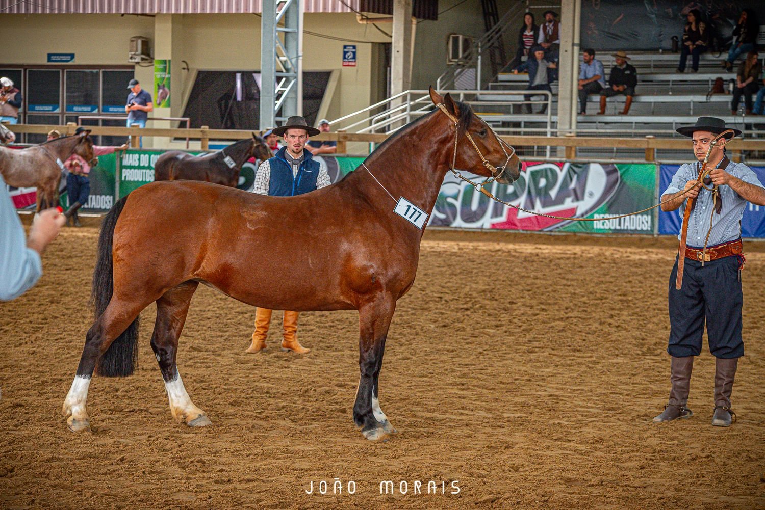 Da nossa querência, Alegrete se faz presente na Expointer 2025 com legítima campeira.