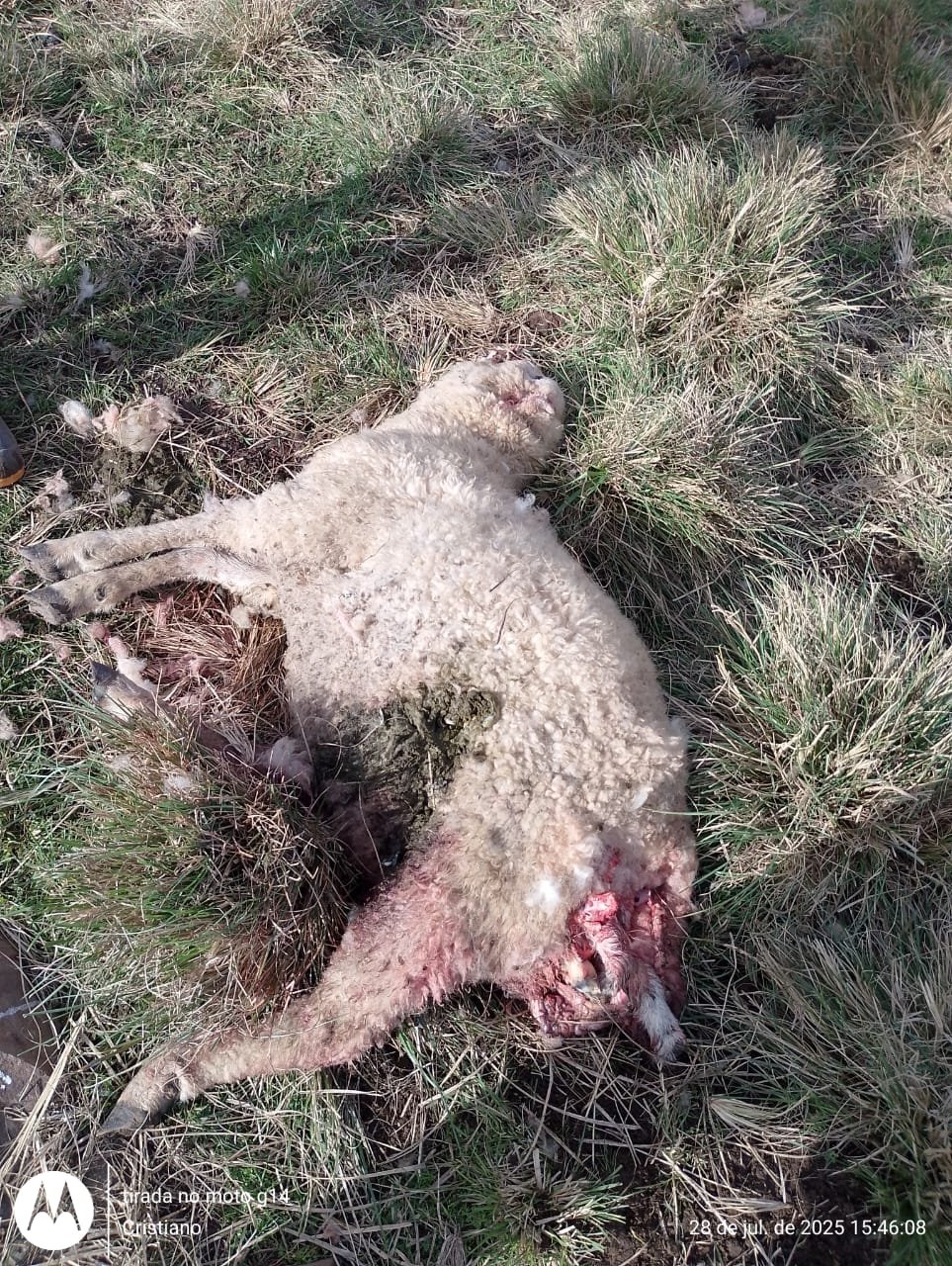 Na querência do Alegrete, a preocupação campeira aumenta com novos ataques de cães arredios.