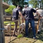 Divisão especializada da Polícia Civil gaúcha já causou prejuízo de R$ 10 bilhões aos malandragem que roubam nas querência do interior