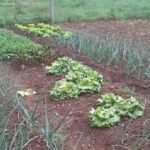 Depois do dilúvio, agora é a falta de sol que atrapalha a lida na terra alegretense, deixando a gurizada das hortas com as mãos atadas e o bolso do consumidor mais vazio que cuia em roda grande