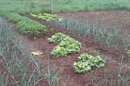Depois do dilúvio, agora é a falta de sol que atrapalha a lida na terra alegretense, deixando a gurizada das hortas com as mãos atadas e o bolso do consumidor mais vazio que cuia em roda grande