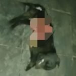 Nos campos da fronteira oeste, onde o respeito pelos bichos sempre foi lei entre a gauchada, um caso bárbaro contra um cusco deixou a vizinhança mais fervilhante que água de chaleira