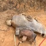 Na terra onde o cusco e o cavalo são parceiros de querência, notícia de crueldade contra animal na região de Bananal-SP causa comoção entre alegretenses