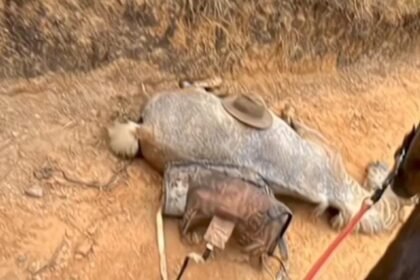 Na terra onde o cusco e o cavalo são parceiros de querência, notícia de crueldade contra animal na região de Bananal-SP causa comoção entre alegretenses