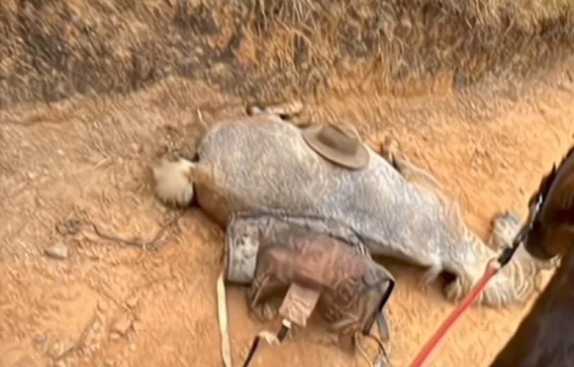 Na terra onde o cusco e o cavalo são parceiros de querência, notícia de crueldade contra animal na região de Bananal-SP causa comoção entre alegretenses