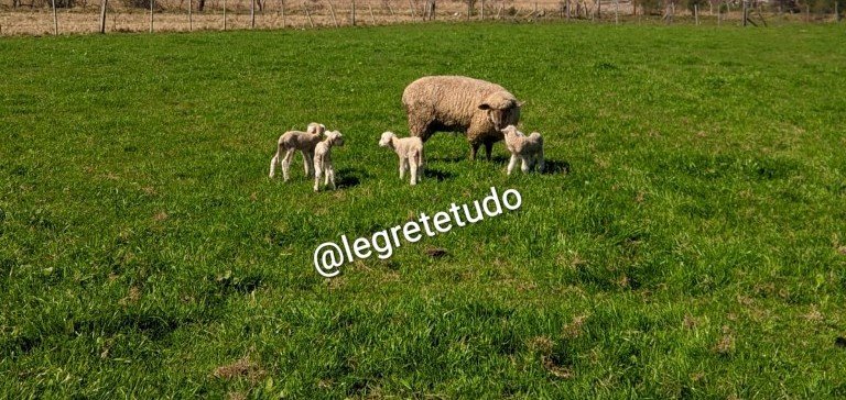 Nos campos de Alegrete, onde o minuano sopra histórias de espantar vivente, uma ovelhinha da família Fantinel fez o que poucos bichos conseguem na querência: trouxe quatro filhotes de uma vez só pro nosso pago