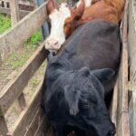 Num entrevero que mobilizou a gurizada da 2ª DECRAB e os fiscais da Inspetoria, um Angus marcado serviu de pista para desvendar caso que tava deixando produtor de cabelo em pé na querência alegretense