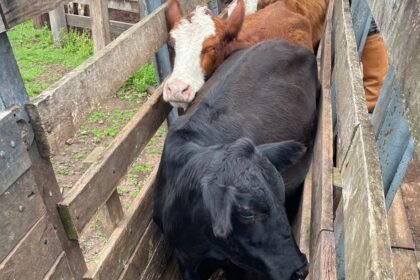 Num entrevero que mobilizou a gurizada da 2ª DECRAB e os fiscais da Inspetoria, um Angus marcado serviu de pista para desvendar caso que tava deixando produtor de cabelo em pé na querência alegretense