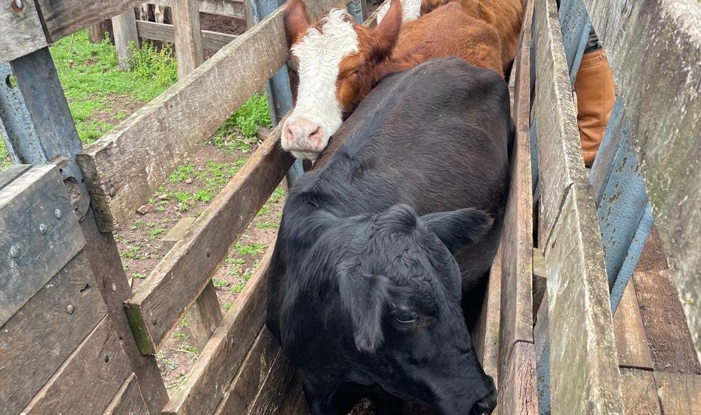 Num entrevero que mobilizou a gurizada da 2ª DECRAB e os fiscais da Inspetoria, um Angus marcado serviu de pista para desvendar caso que tava deixando produtor de cabelo em pé na querência alegretense