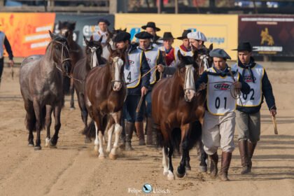 A maior festa campeira do Rio Grande prepara terreno para receber uma tropa de quase 7 mil animais em Esteio, num crescimento que deixaria até domador de boca aberta