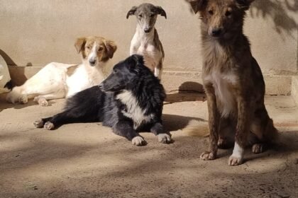 Entre bombachas e focinheiras, bicharada do Canil Municipal serve de remédio pra alma nos tempos em que o peão anda meio quebrado das patas