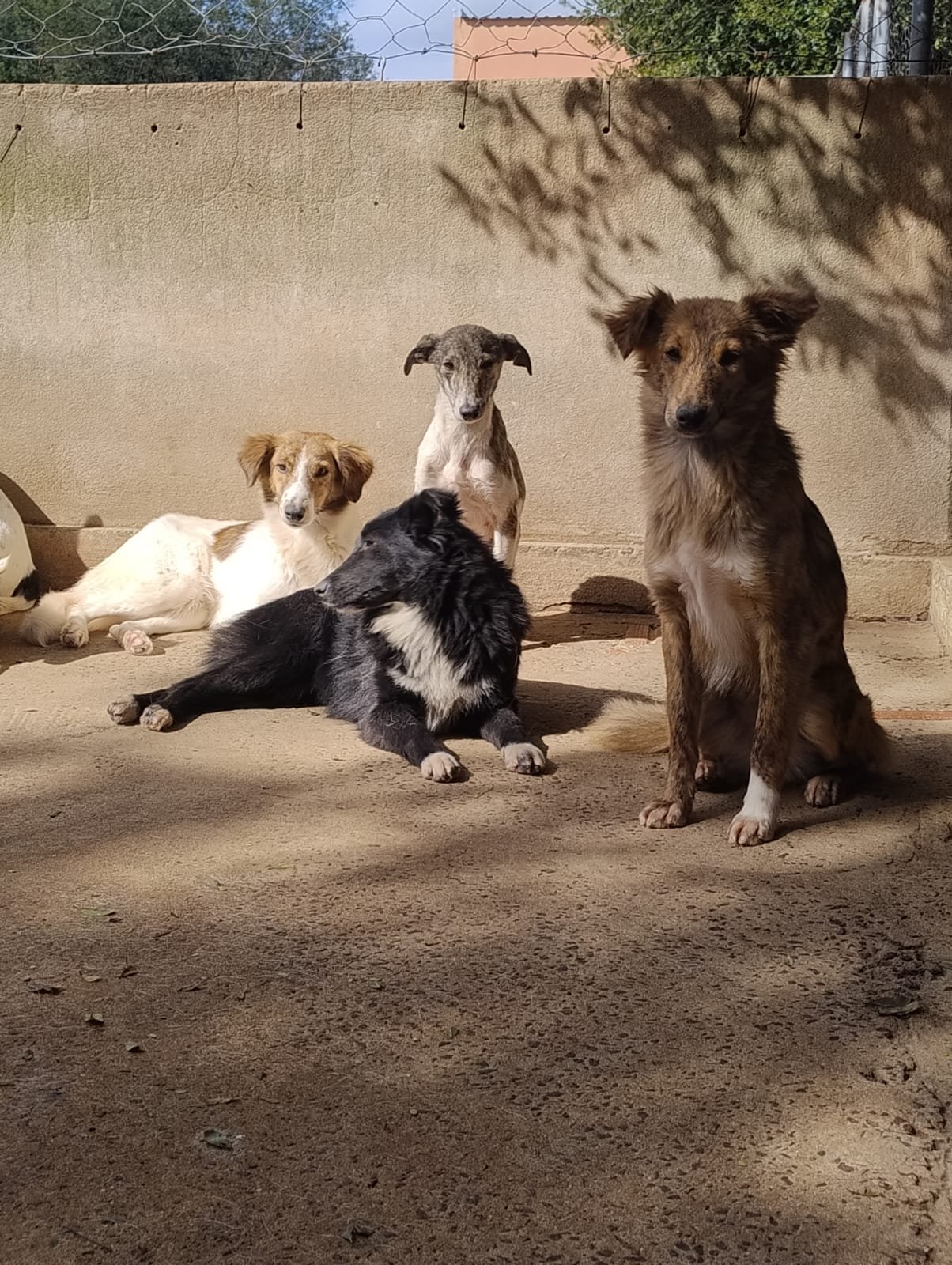 Entre bombachas e focinheiras, bicharada do Canil Municipal serve de remédio pra alma nos tempos em que o peão anda meio quebrado das patas
