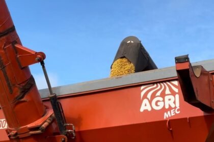 Enquanto o Brasil se prepara pra colher mais de 170 milhões de toneladas em 2025, os campos da nossa querência alegretense sofrem com a estiagem e registram quebra de 60% na produção