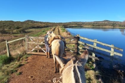 Buenas, tchê! O Caminho do Pampa tá trazendo um pedaço da história gaúcha para os pés dos alegretenses numa experiência que promete ser mais marcante que rodeio em dia de final!