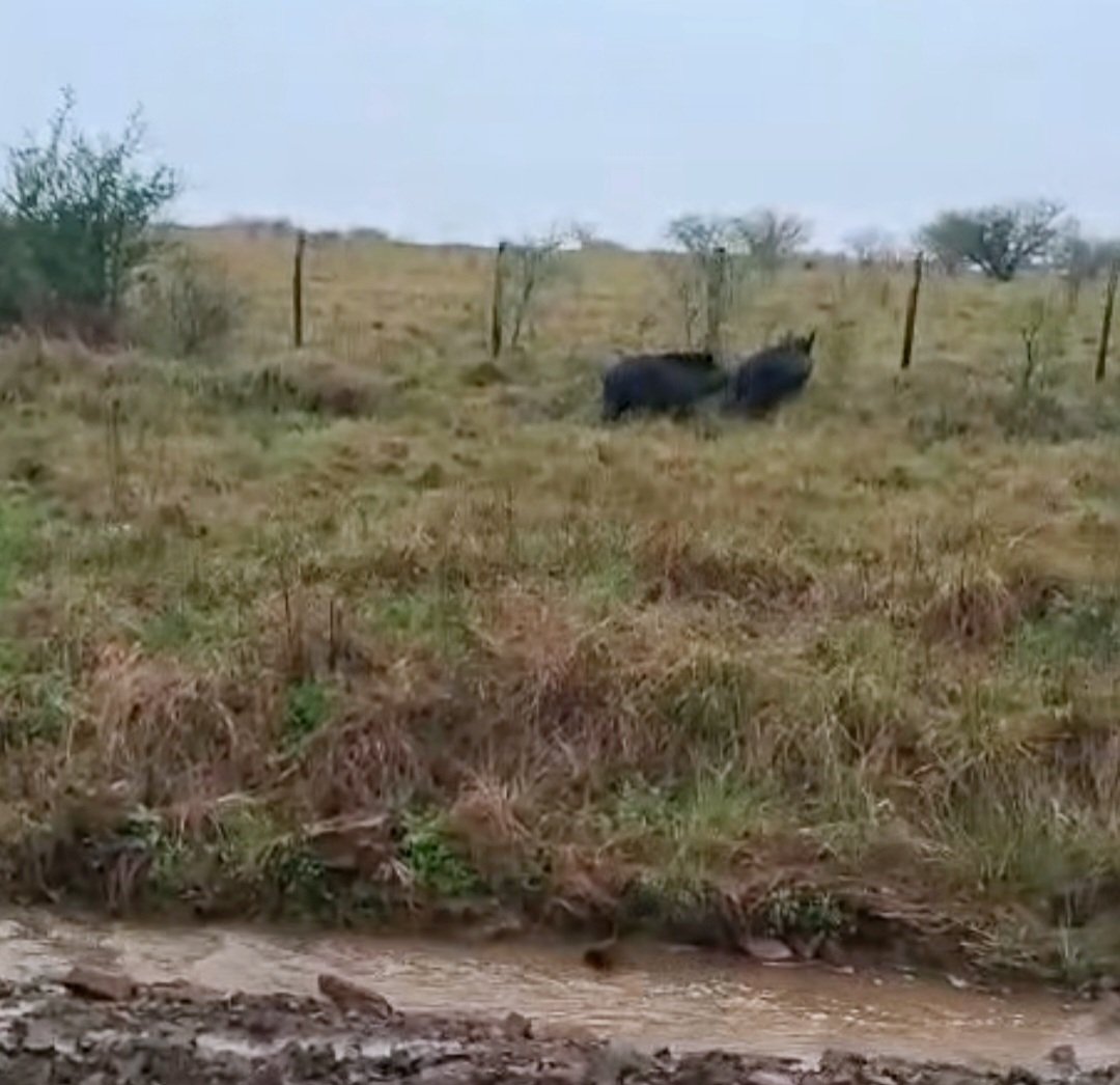 Na querência alegretense, o bicho tá pegando nos campos - e não é pouco. Os javalis estão causando mais estragos que enchente em barranco, atacando desde cordeirinhos até as plantações dos viventes que tiram seu sustento da terra.