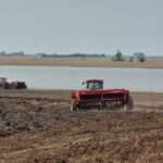 Enquanto as águas do Ibirapuitã seguem seu curso, o arroz alegretense mal saiu da saca - números do Irga mostram cenário mais preocupante que potro xucro em dia de doma