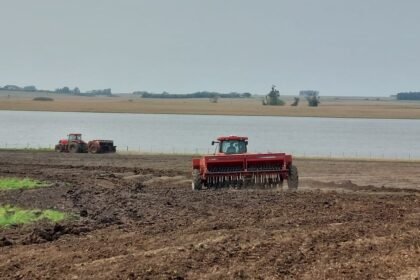 Enquanto as águas do Ibirapuitã seguem seu curso, o arroz alegretense mal saiu da saca - números do Irga mostram cenário mais preocupante que potro xucro em dia de doma