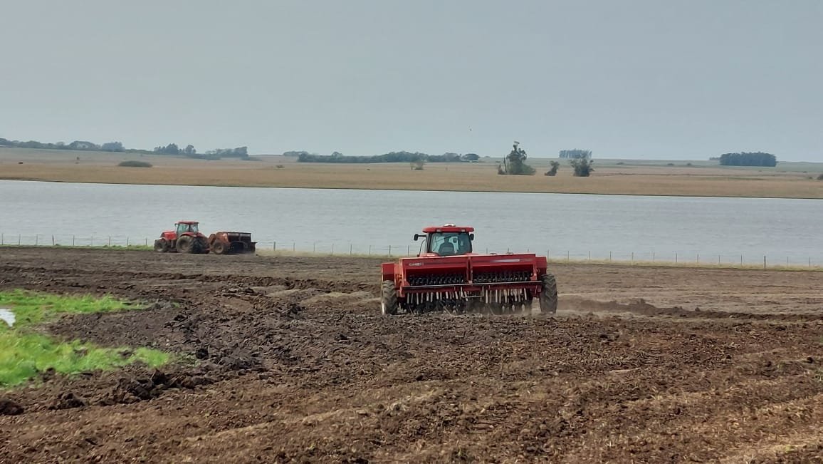 Enquanto as águas do Ibirapuitã seguem seu curso, o arroz alegretense mal saiu da saca - números do Irga mostram cenário mais preocupante que potro xucro em dia de doma