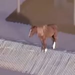 O bagual que resistiu sobre um telhado e virou símbolo da força gaúcha vem pra nossa querência desfilar na maior festa tradicionalista sem custo pros cofres do município