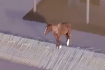 O bagual que resistiu sobre um telhado e virou símbolo da força gaúcha vem pra nossa querência desfilar na maior festa tradicionalista sem custo pros cofres do município