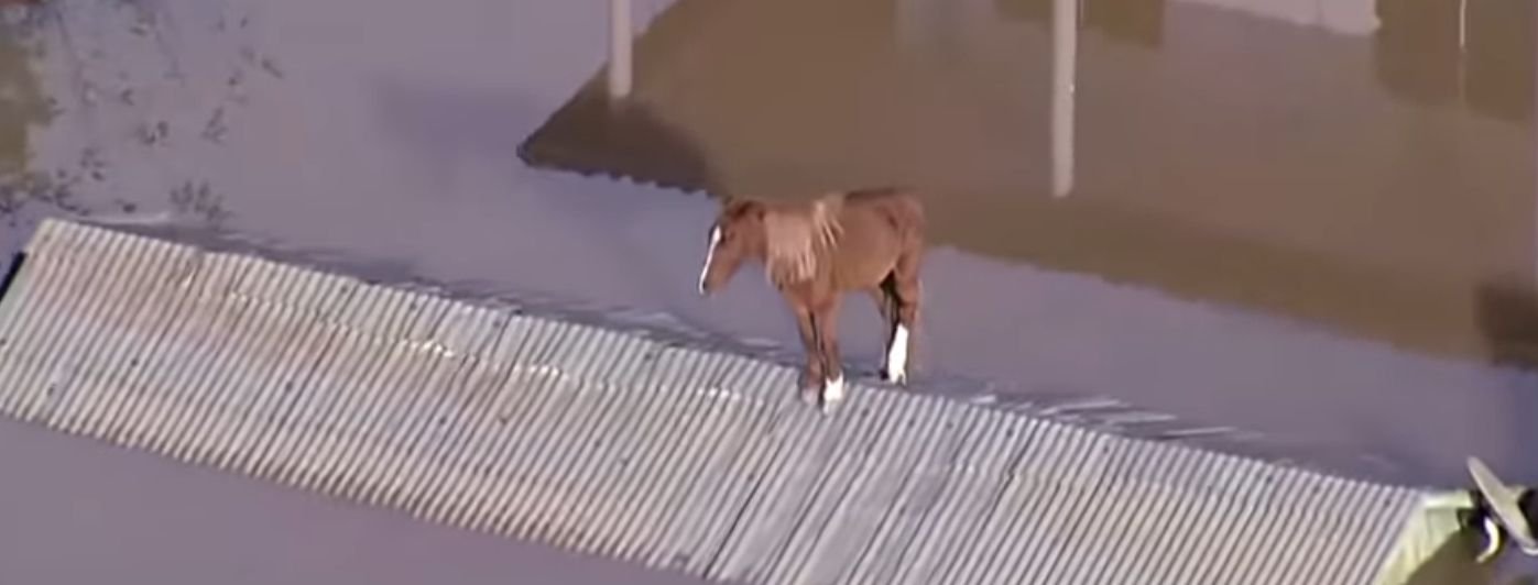 O bagual que resistiu sobre um telhado e virou símbolo da força gaúcha vem pra nossa querência desfilar na maior festa tradicionalista sem custo pros cofres do município