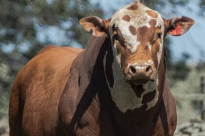Touros alegretenses mostram que a qualidade da nossa terra se reflete no porte dos nossos rebanhos, levando o nome da fronteira oeste para todo o Brasil