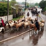 Tropilhas de pelo do piquete Tradição Azul e Tradição do Lageadinho revivem memória campeira e encantam os olhos dos alegretenses no Desfile Farroupilha