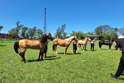 Mais movimentada que rodeio em dia de final, a feira transforma o Parque Dr. Lauro Dornelles num verdadeiro paraíso de negócios, cultura e chimarrão