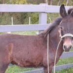 Bichinho estava mais judiado que cusco em dia de trovoada, mas encontrou salvação nas mãos dos campeiros da ONG Opaa