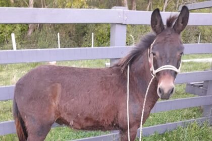Bichinho estava mais judiado que cusco em dia de trovoada, mas encontrou salvação nas mãos dos campeiros da ONG Opaa