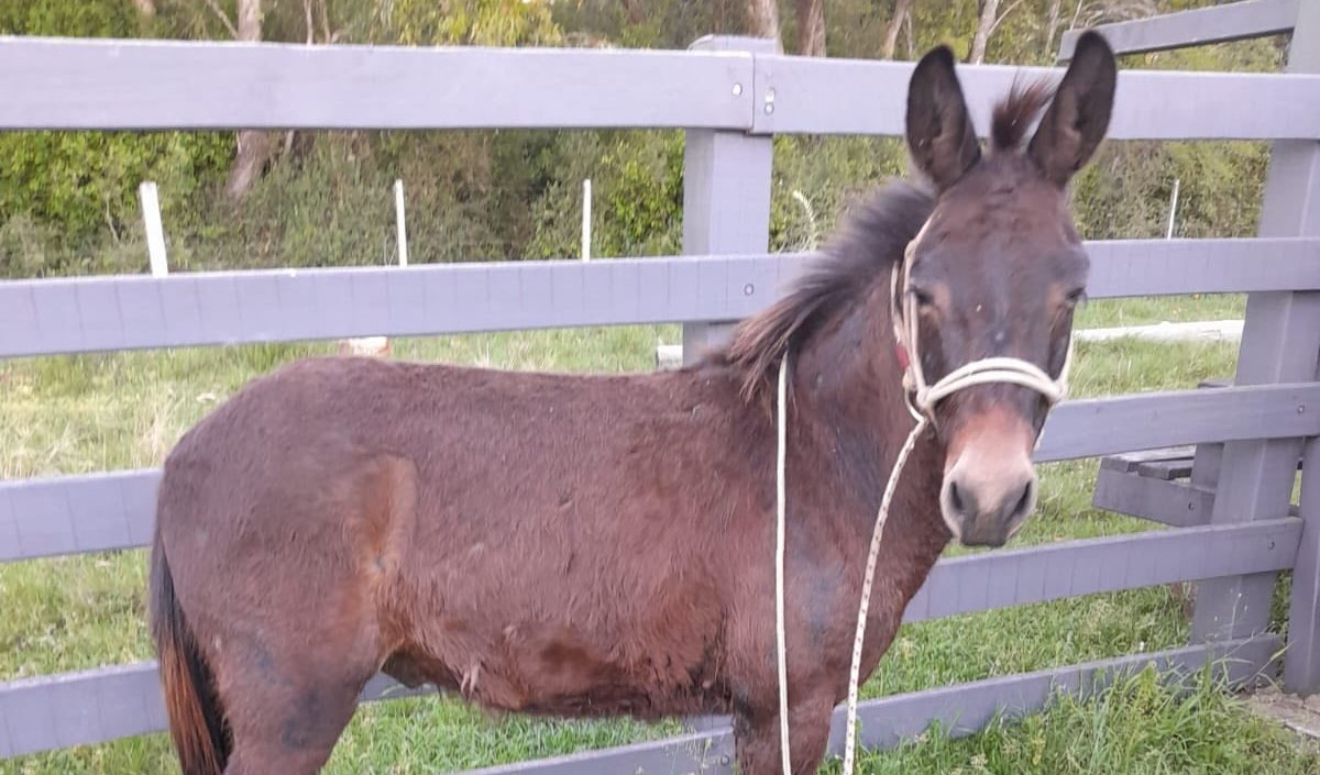 Bichinho estava mais judiado que cusco em dia de trovoada, mas encontrou salvação nas mãos dos campeiros da ONG Opaa