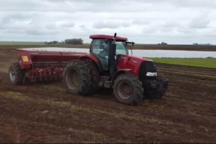 Em meio às lidas do campo, produtores alegretenses mostram que têm mais força que touro xucro quando o assunto é plantar o cereal que é o orgulho da nossa querência