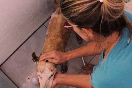Na terra do Baita Chão, protetores de animais honram o legado do santo que falava com os bichos e encontram na fé a força para seguir na lida diária