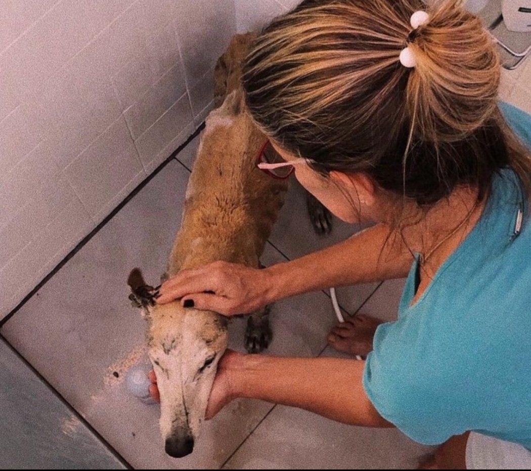 Na terra do Baita Chão, protetores de animais honram o legado do santo que falava com os bichos e encontram na fé a força para seguir na lida diária
