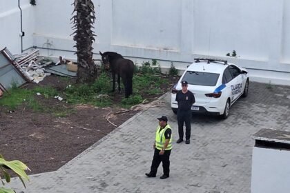 Viventes do centro de Alegrete se depararam com um ginete de quatro patas que resolveu dar um passeio sem dono pela General Vitorino