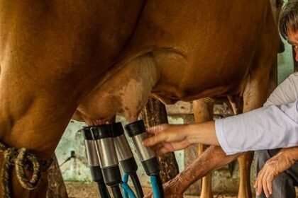 Mais um entrevero se arma nos pagos da campanha gaúcha enquanto a Fetag-RS reúne a tropa para defender os tambeiros que sustentam a economia da querência