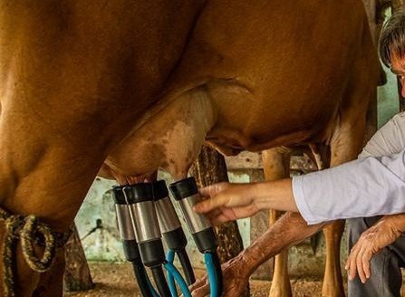 Mais um entrevero se arma nos pagos da campanha gaúcha enquanto a Fetag-RS reúne a tropa para defender os tambeiros que sustentam a economia da querência