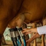 Quinta queda seguida no valor do produto que enche a cuia do chimarrão dos alegretenses mexe no bolso do povo da fronteira