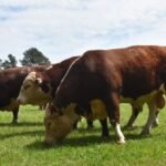 Parque Dr. Lauro Dornelles vira palco de uma semana campeira mais agitada que formigueiro em dia de chuva, reunindo a nata da pecuária da Fronteira Oeste
