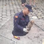 Num causo que mistura coragem de bombeiros e amor pelos bichos, gurizada da OPAA não baixou a cabeça até tirar o cusquinho do aperto