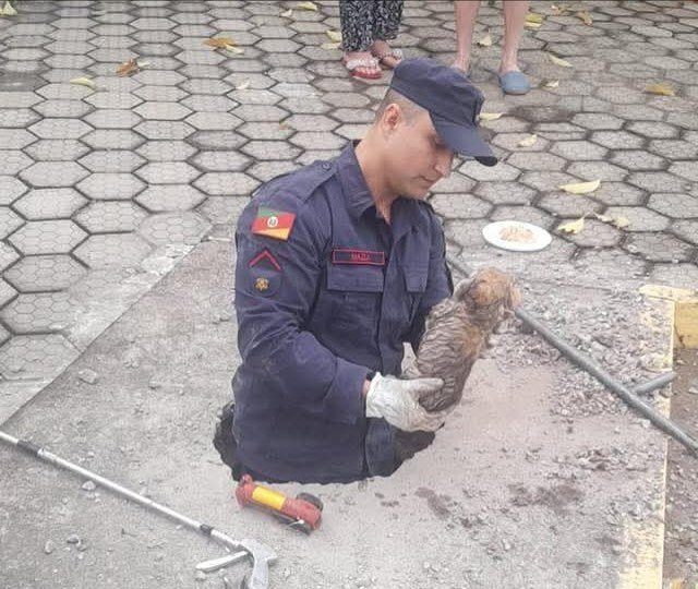 Num causo que mistura coragem de bombeiros e amor pelos bichos, gurizada da OPAA não baixou a cabeça até tirar o cusquinho do aperto