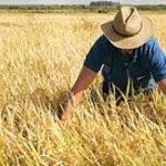 De Alegrete para o mundo: nosso ouro branco enfrenta queda no consumo, preços em derrocada e lavouras com plantio mais atrasado que tropeiro sem relógio