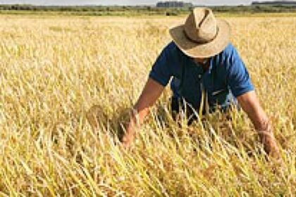 De Alegrete para o mundo: nosso ouro branco enfrenta queda no consumo, preços em derrocada e lavouras com plantio mais atrasado que tropeiro sem relógio