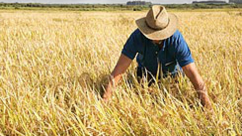 De Alegrete para o mundo: nosso ouro branco enfrenta queda no consumo, preços em derrocada e lavouras com plantio mais atrasado que tropeiro sem relógio