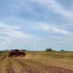 Na querência do Baita Chão, produtores gaudérios já plantaram mais de 15 mil hectares, enquanto o Rio Grande avança com 38% da área prevista para a safra que promete encher os galpões