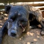 Viventes da Polícia Civil e protetores voltaram à propriedade no Querumana e encontraram um cenário mais triste que cavalo sem pasto - bichinhos amarrados e com marcas de caça ilegal