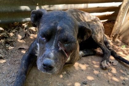 Viventes da Polícia Civil e protetores voltaram à propriedade no Querumana e encontraram um cenário mais triste que cavalo sem pasto - bichinhos amarrados e com marcas de caça ilegal