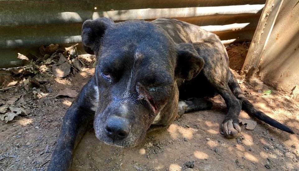 Viventes da Polícia Civil e protetores voltaram à propriedade no Querumana e encontraram um cenário mais triste que cavalo sem pasto - bichinhos amarrados e com marcas de caça ilegal